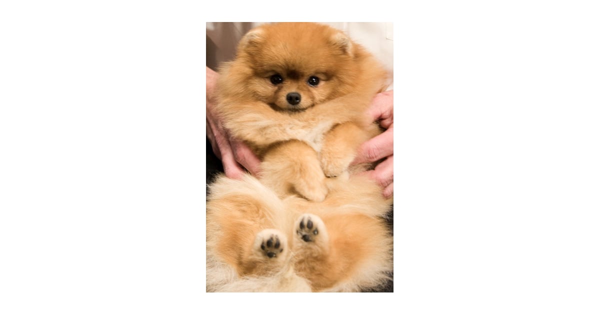 Why Am I Being Held Like a Baby? Cute Pomeranian Pictures POPSUGAR