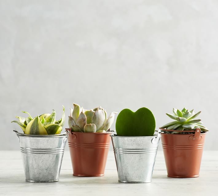 with a fish pattern. 12th scale Miniature Succulent Pots