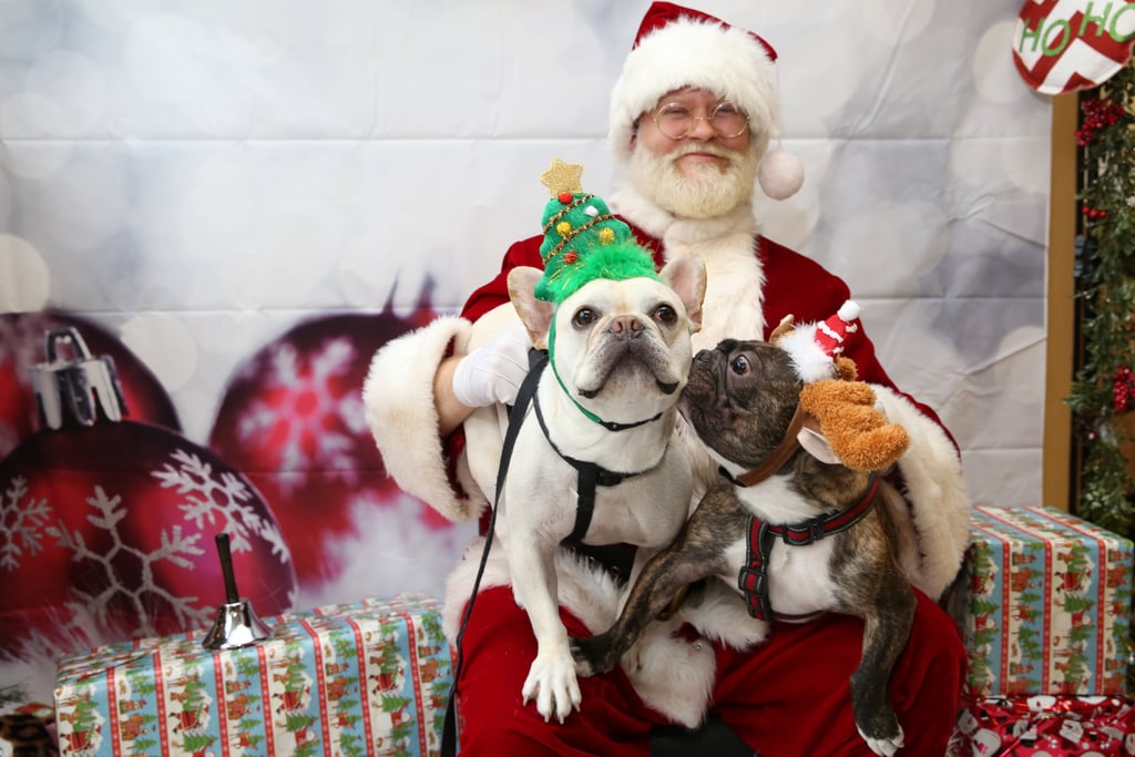 Pets Meeting Santa POPSUGAR Pets