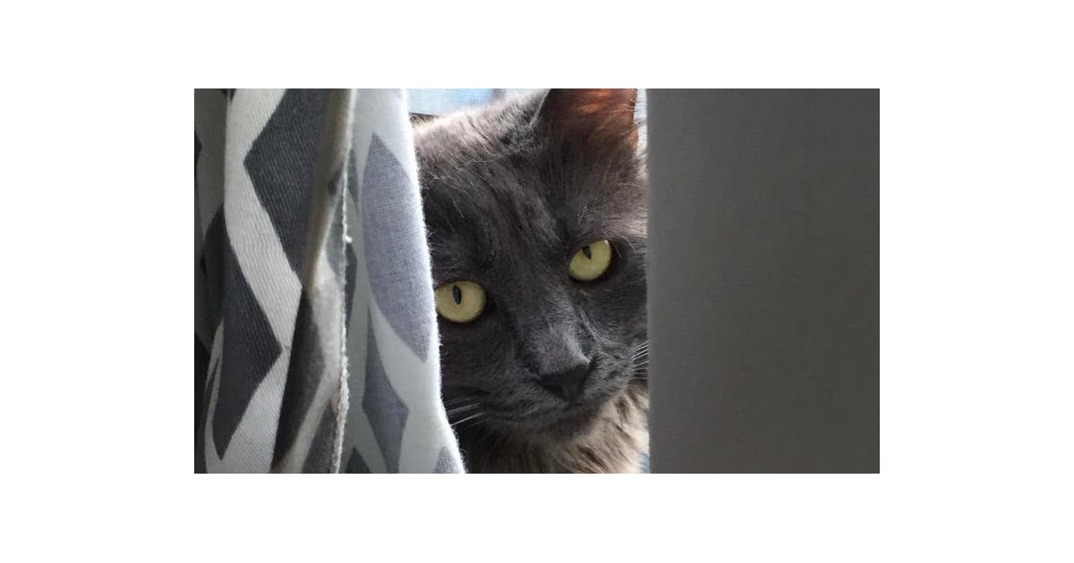 What Happens When a Cat Eats String? POPSUGAR Pets