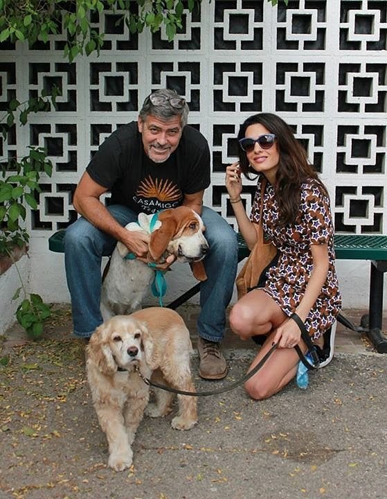 The two adopted a dog from an LA rescue shelter in October!