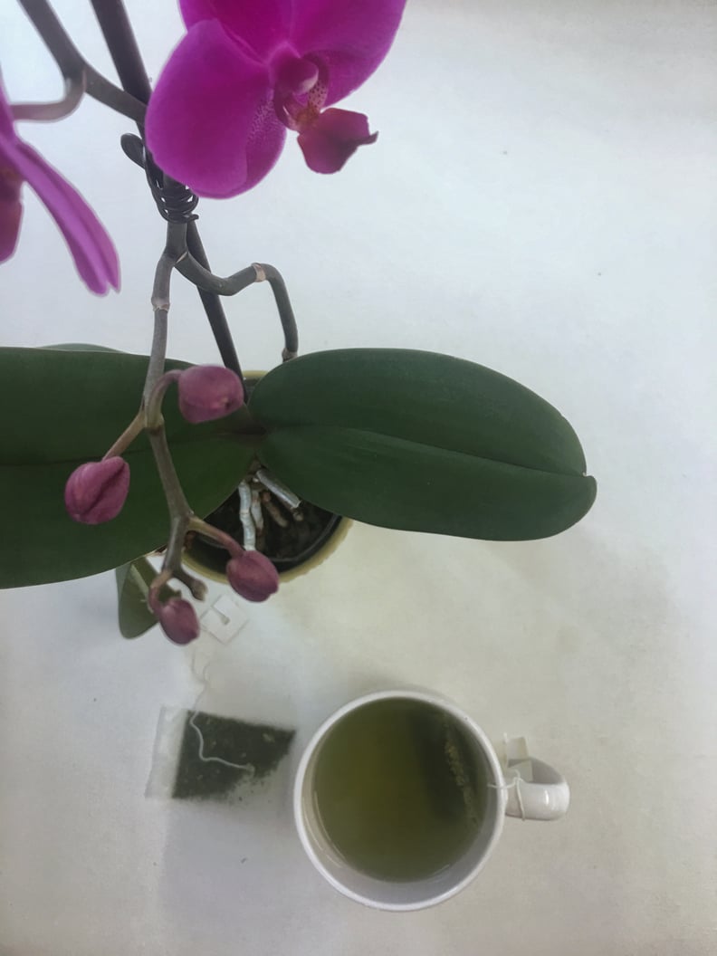 Rebloom Orchids with Tea 