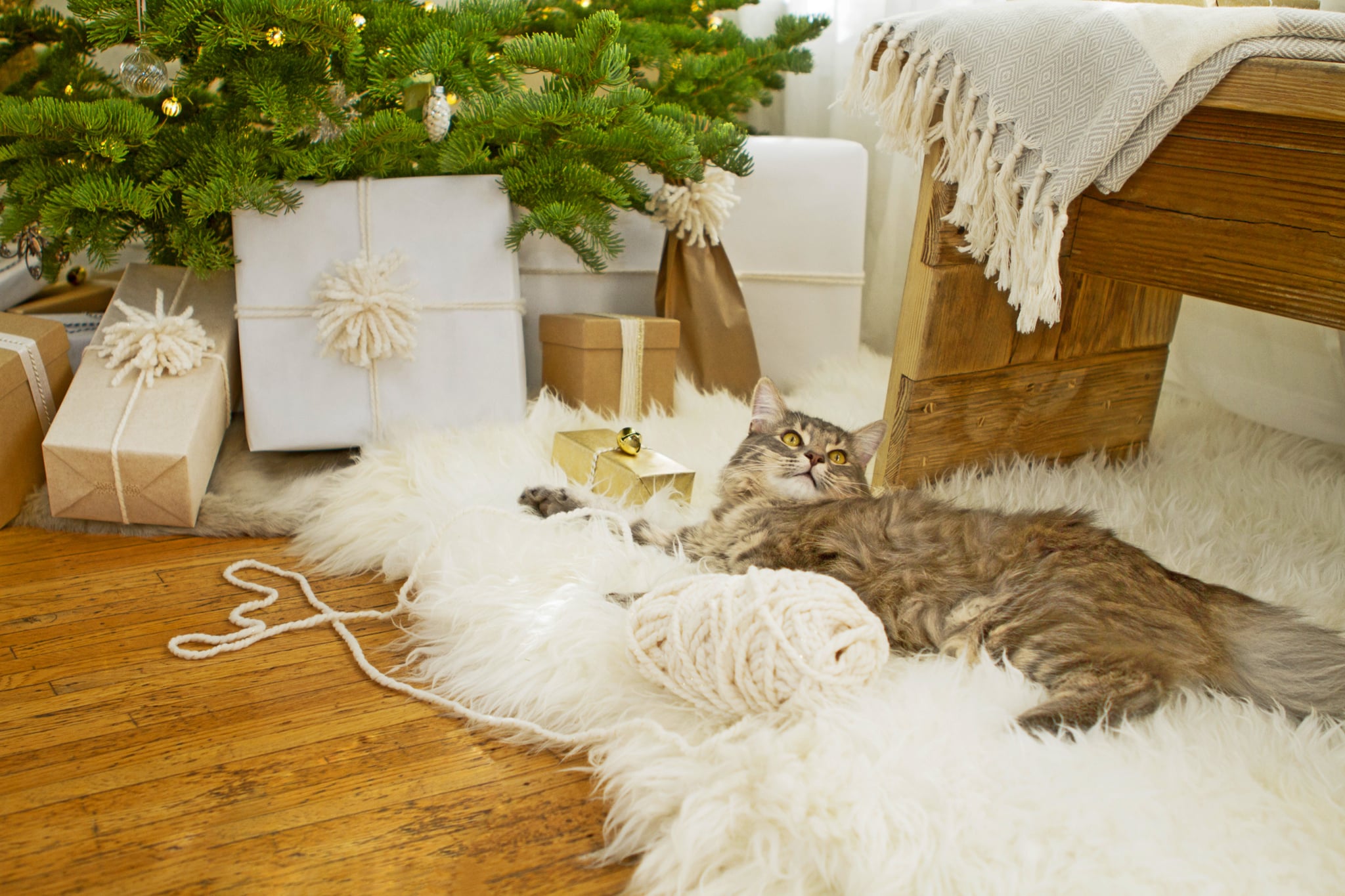 Most Popular Cat Names 2016 Popsugar Pets