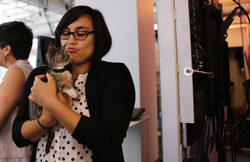 ASPCA's Adoptable Kittens