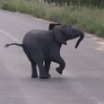 Please Enjoy This Video of a Baby Elephant Playing With Birds