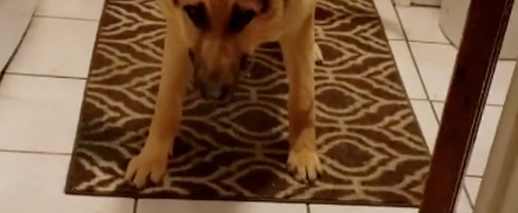 TikTok Video of German Shepherd Afraid to Walk on Tile Floor