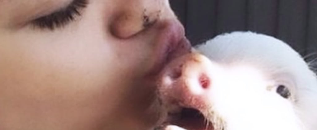 Miley Cyrus's Pet Pig Bubba Sue Dies 2019