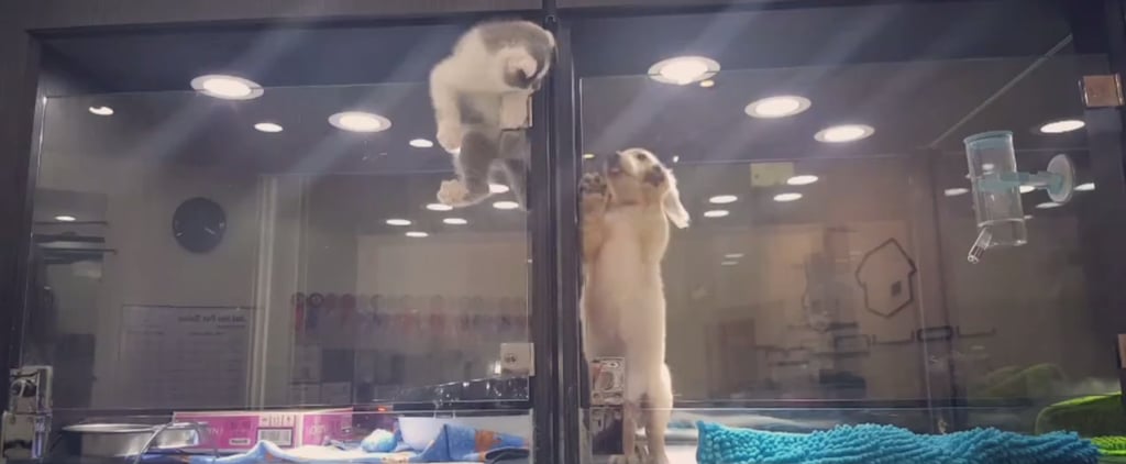 Kitten Escapes Cage to Play With Puppy | Video