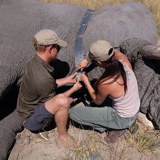 Prince Harry and Meghan Markle Botswana Throwback Picture