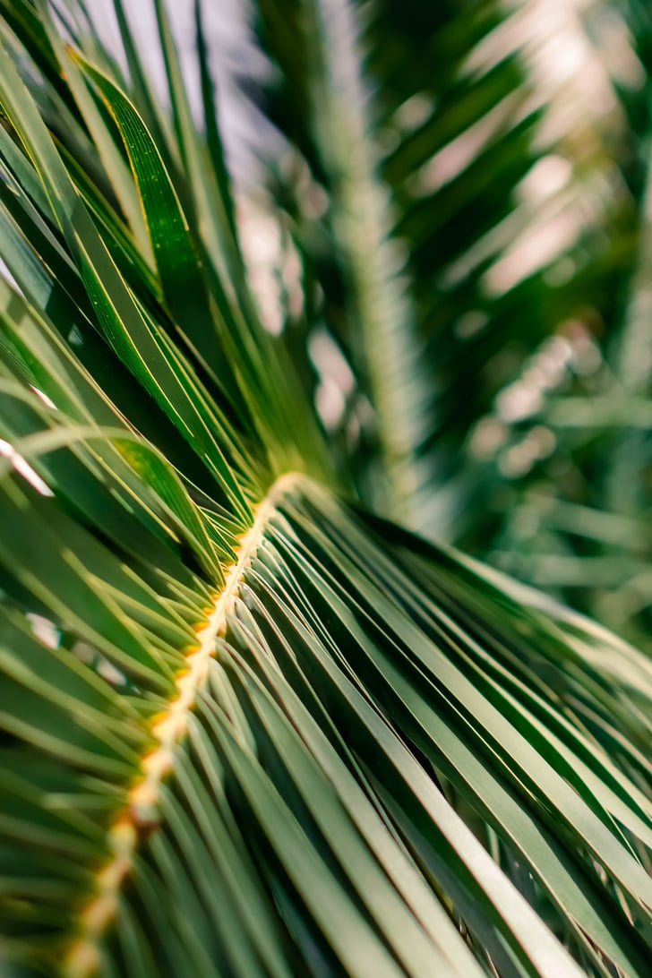 Palm Leaf iPhone Wallpaper | Best iOS 14 Summer Wallpapers For Your