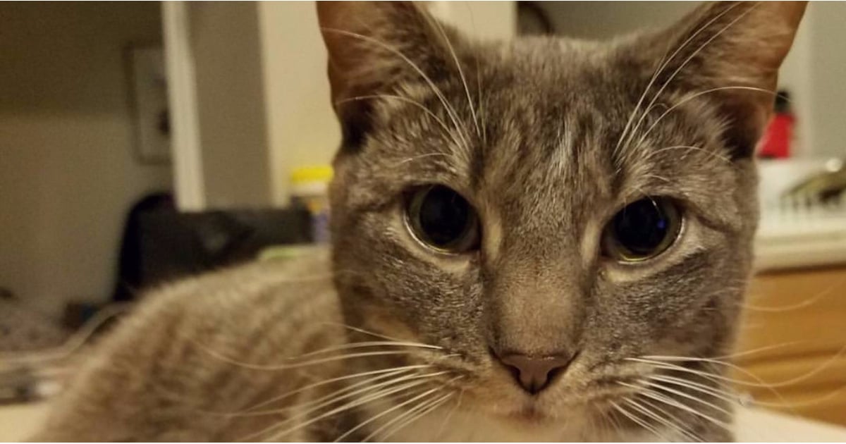 2017 Study Says Cats Are As Smart As Dogs Popsugar Pets