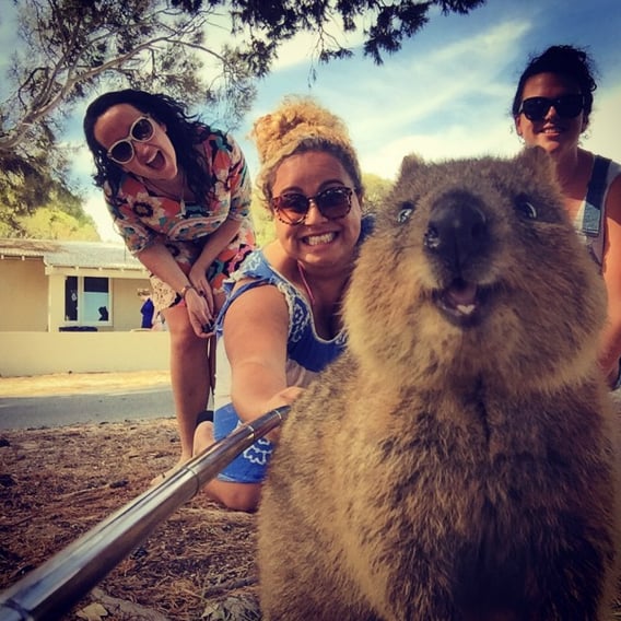 There may be no selfie cuter than one with a popular Australian creature, the Quokka.