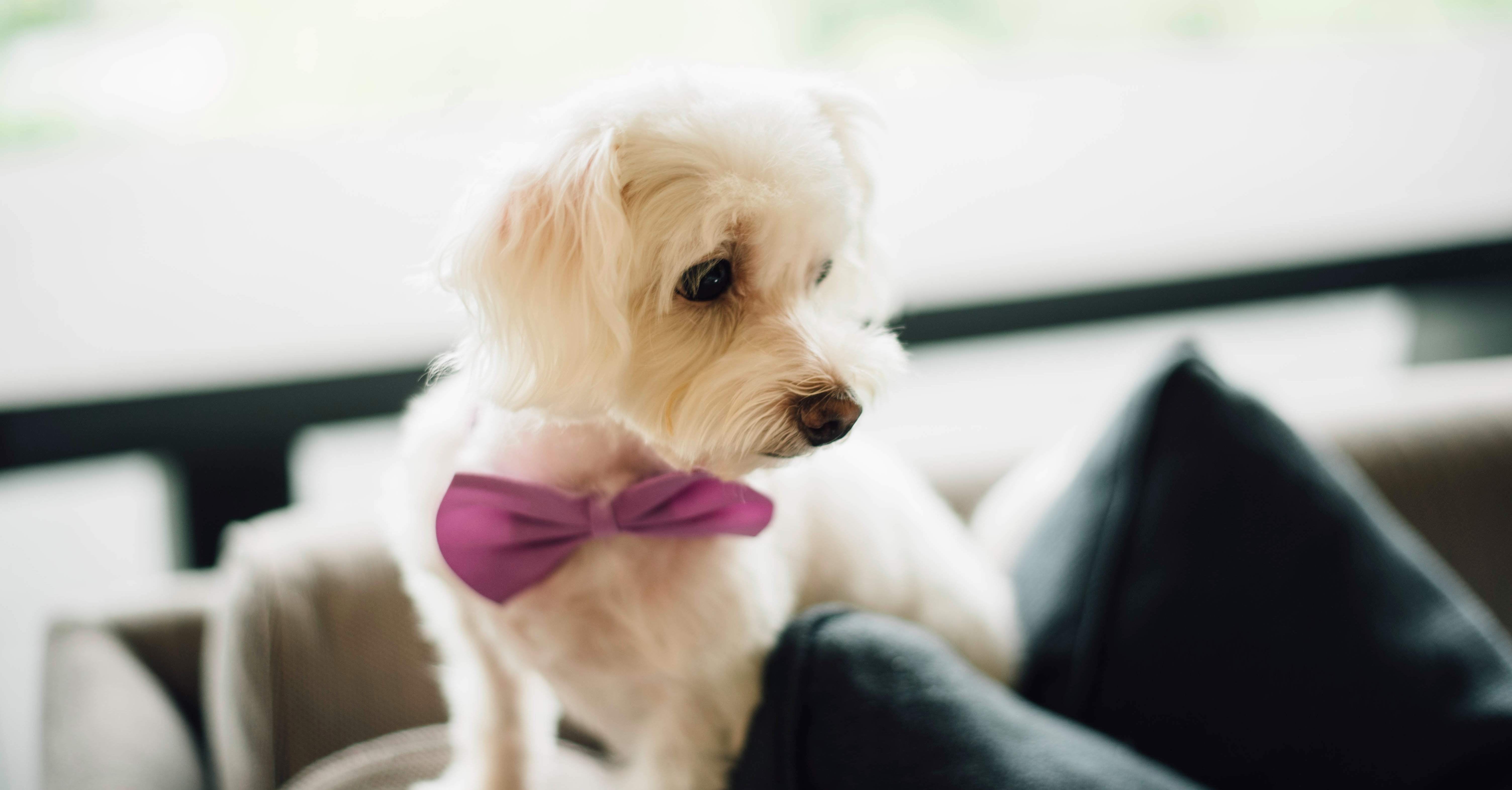 Companies That Allow Dogs POPSUGAR Money Career