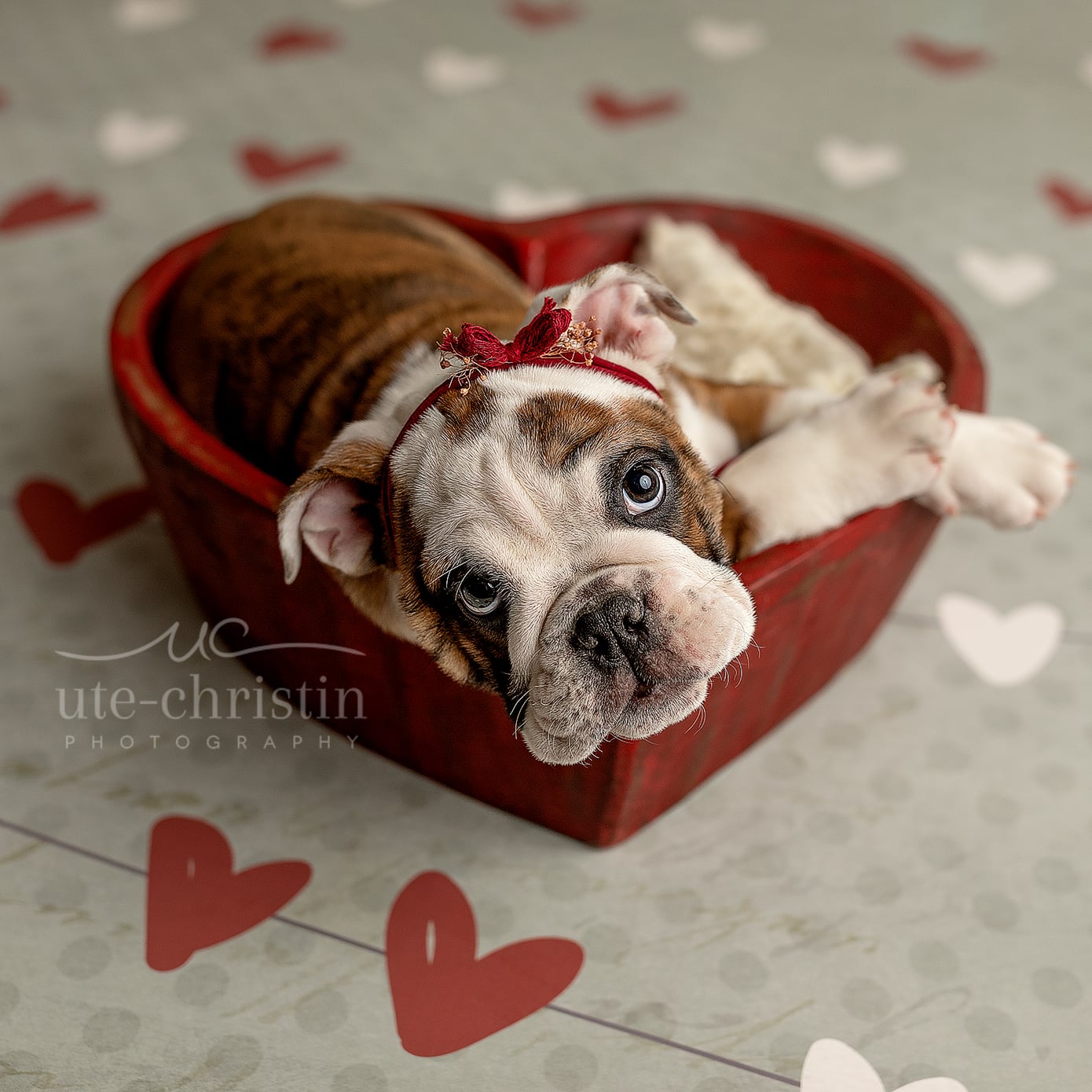 Happy valentines day bulldog sale