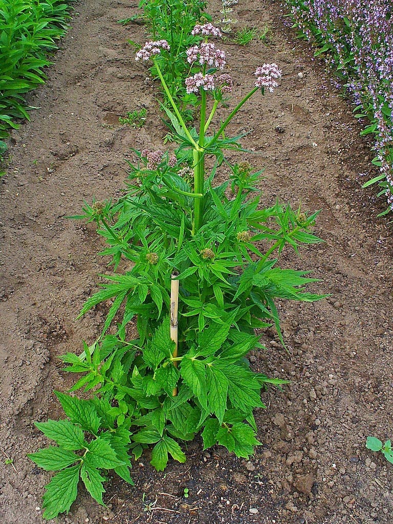Valerian Plants That Help You Sleep On Amazon POPSUGAR Home Photo 13
