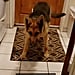 TikTok Video of German Shepherd Afraid to Walk on Tile Floor