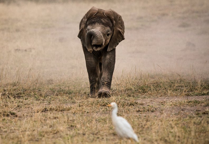 Amboseli, Kenya