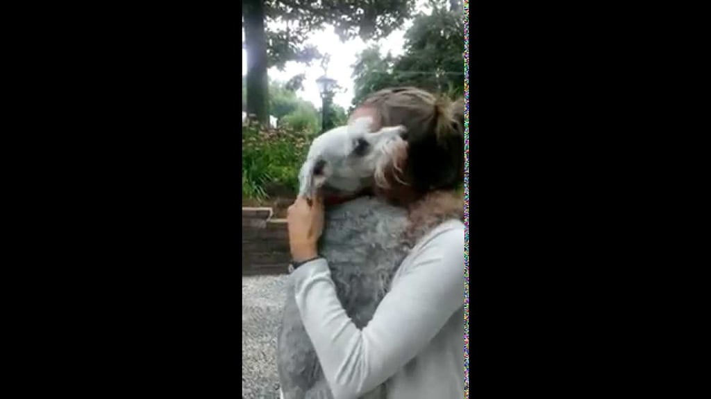 A Dog's Supersweet Reunion With Its Owner