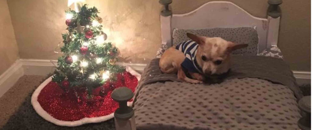 College Student Turns Closet Into a Bedroom For Dog