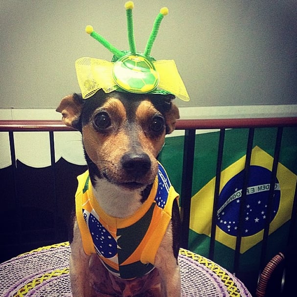 We think Kate Middleton should take headwear inspiration from this pup's fascinator.
Source: Instagram user marcelaamarques