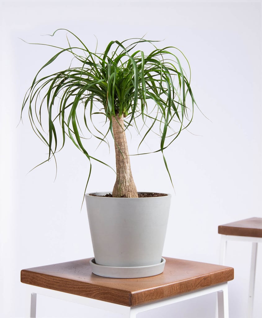 Potted Ponytail Palm Indoor Plant The Best Pet Friendly Plants From Bloomscape Popsugar Home Australia Photo 6
