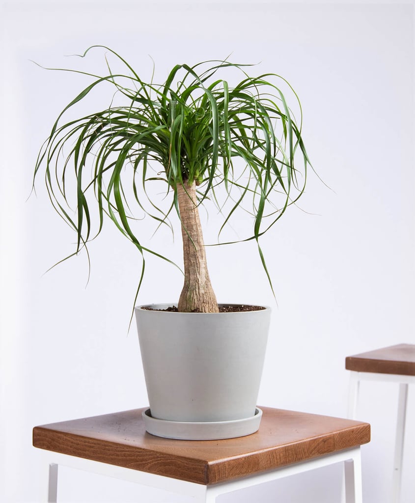 Potted Ponytail Palm Indoor Plant