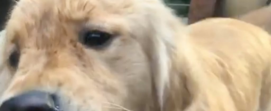 Video of Golden Retriever Trying to Eat a Lime