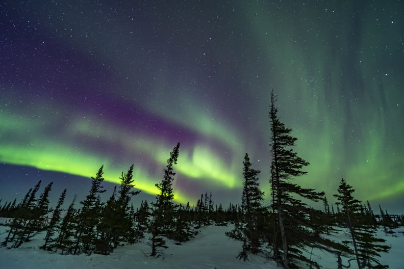A colourful aurora over the wind-shaped trees of the boreal sub-Arctic forest at the Churchill Northern Studies Centre, March 18, 2020. Arcturus is rising between the two trees right of centre. This is a single 15-second exposure at f/2 with the Venus Opt