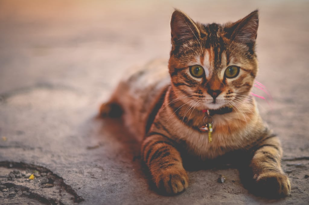 Look at this baby's little jingle collar!