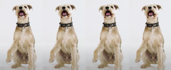 "Raise the Woof" Is the First Christmas Song For Dogs