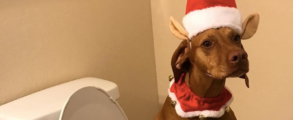 Woman Dresses Dog Up as Elf on the Shelf