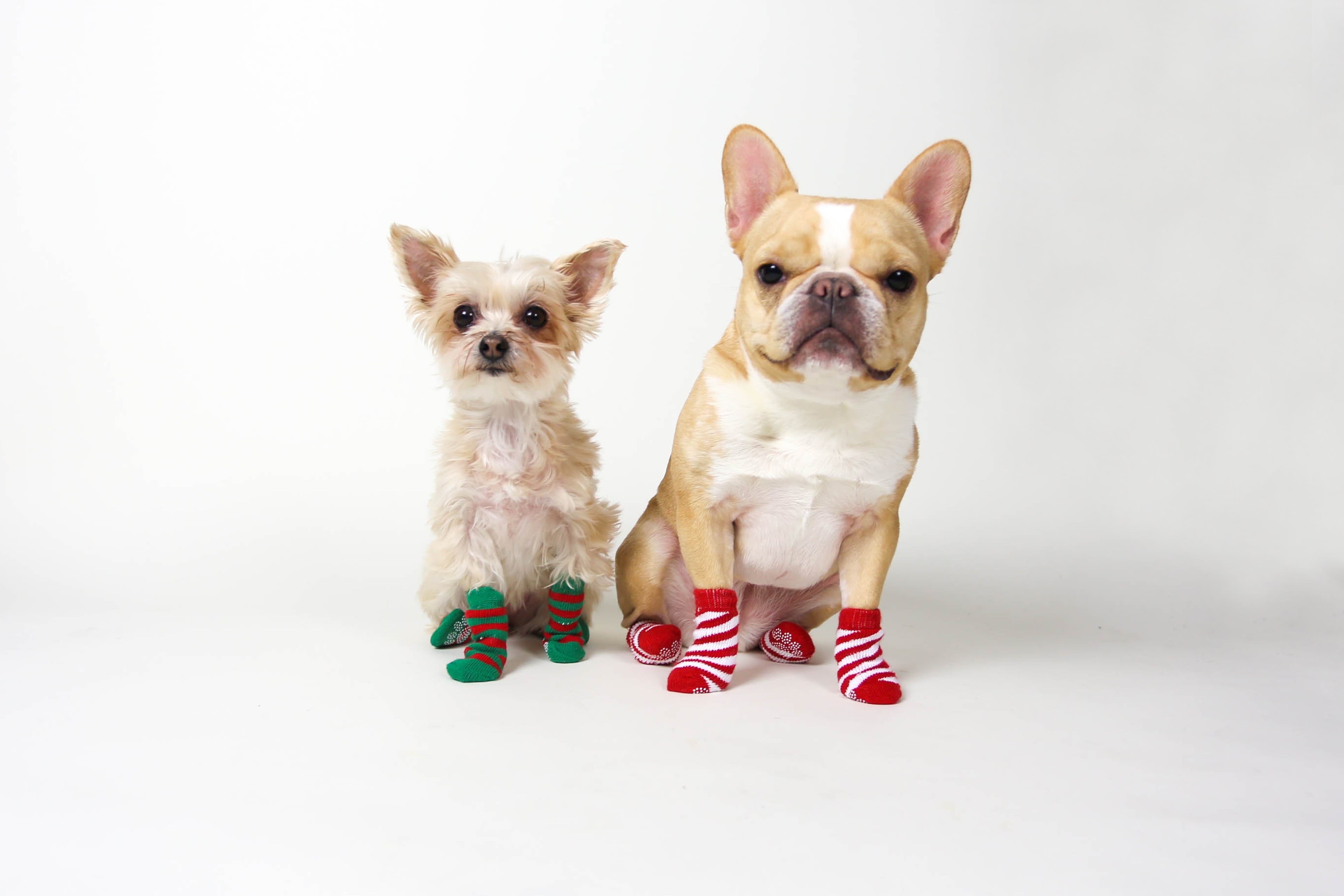 Petsmart socks outlet