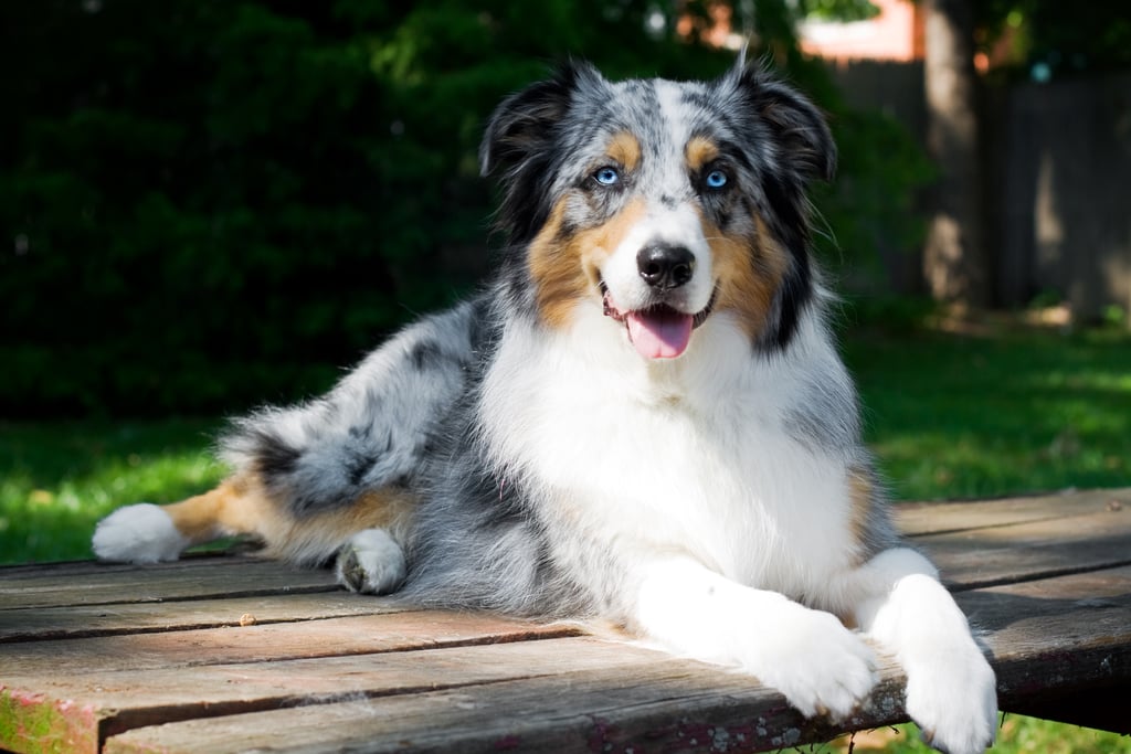 Cute Pictures of Australian Shepherds