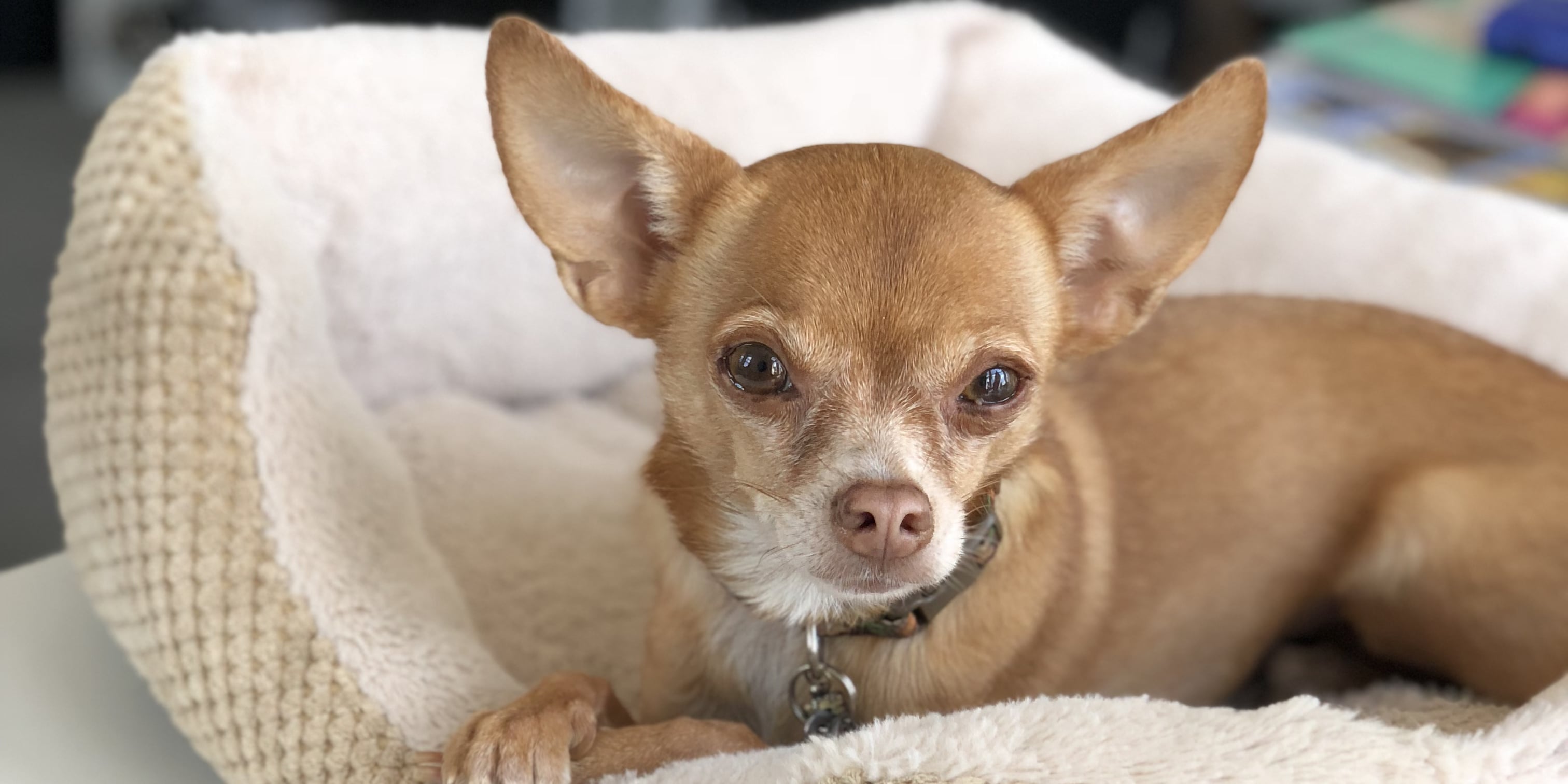 Why Won't My Rescue Dog Play With Toys? POPSUGAR Pets