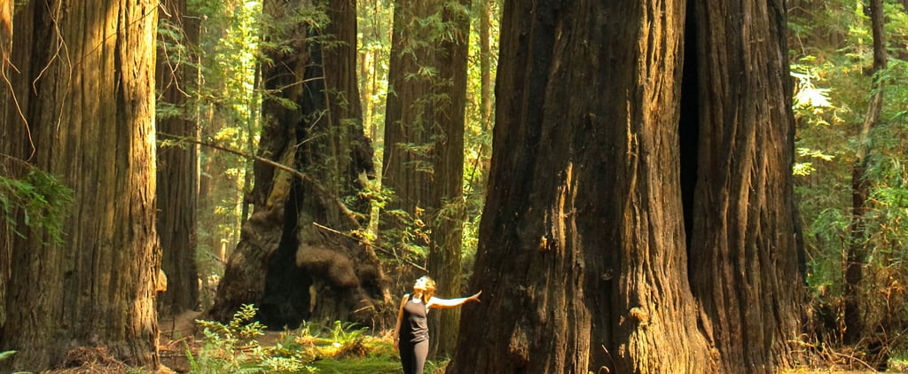 Redwood National Park Photos