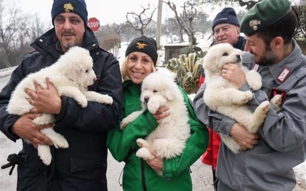 Puppies Rescued From Avalanche in Italy