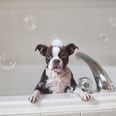 5 Easy Tips For Grooming Your Dog at Home