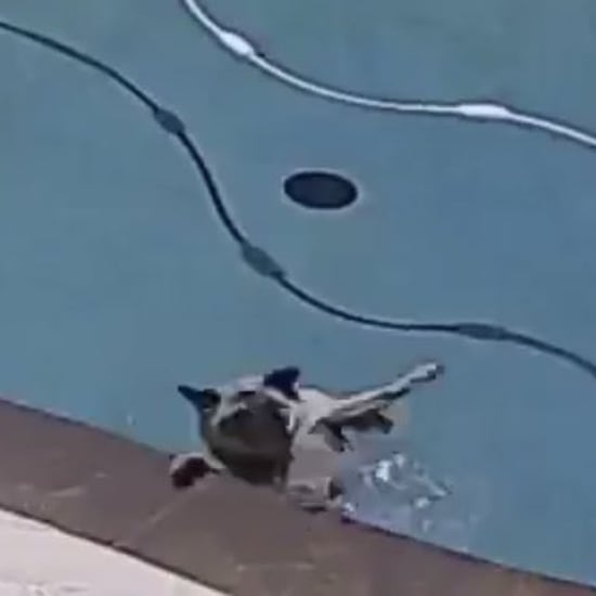 Viral Video of Pug Dog Falling Into a Pool After Stretching