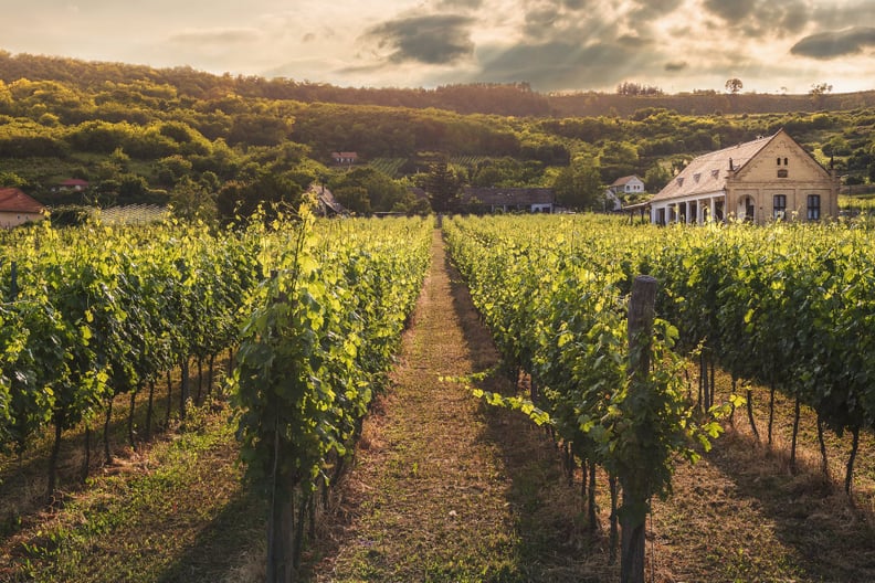 Cancer: Martha's Vineyard (June 21 to July 22)