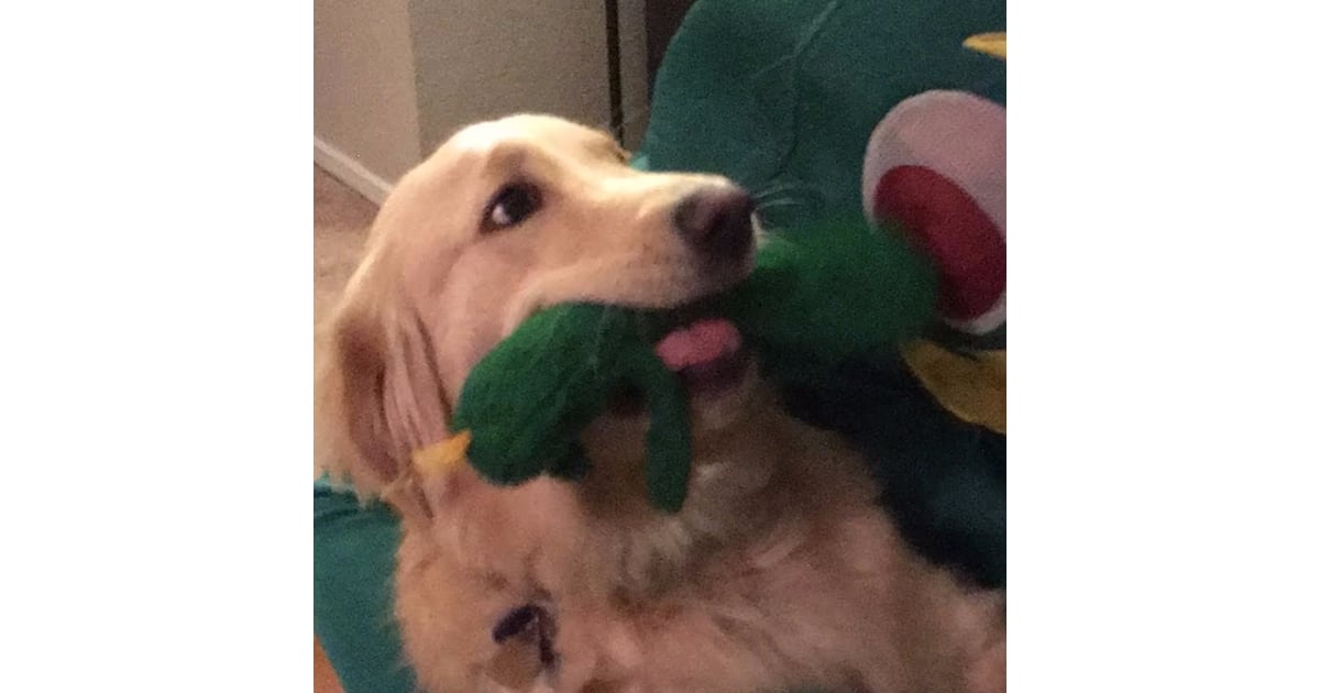 dog with gumby
