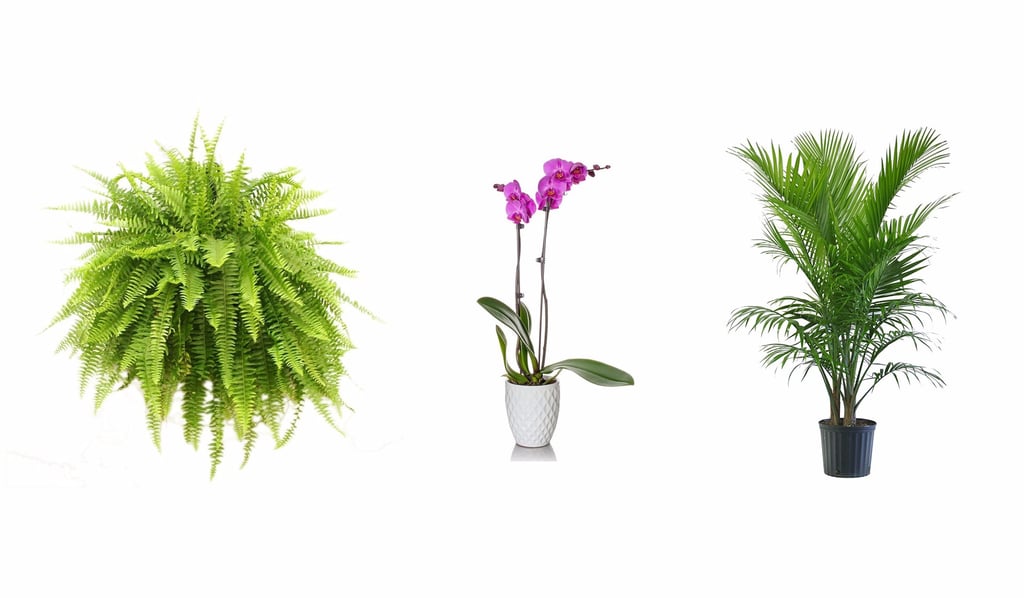 Revitalize Your Home in Just 48 Hours With Trendy Houseplants on Amazon Prime