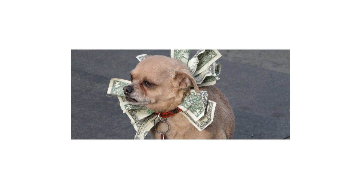 Pictures of Cute Dogs With Money POPSUGAR Pets