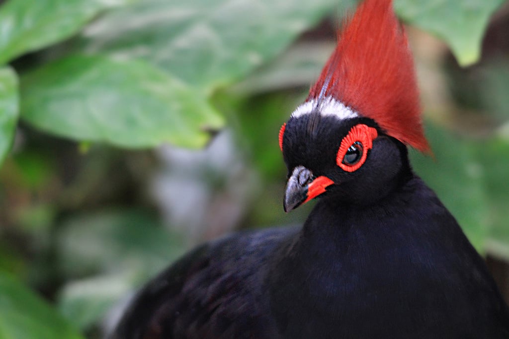 A bird's plumage can change for several reasons, including when it's molting or has been bleached by the sun. But one of its main purposes is for mating. The male's bird markings have a direct impact on how attractive he is to a female.
Source: Flickr user jinterwas