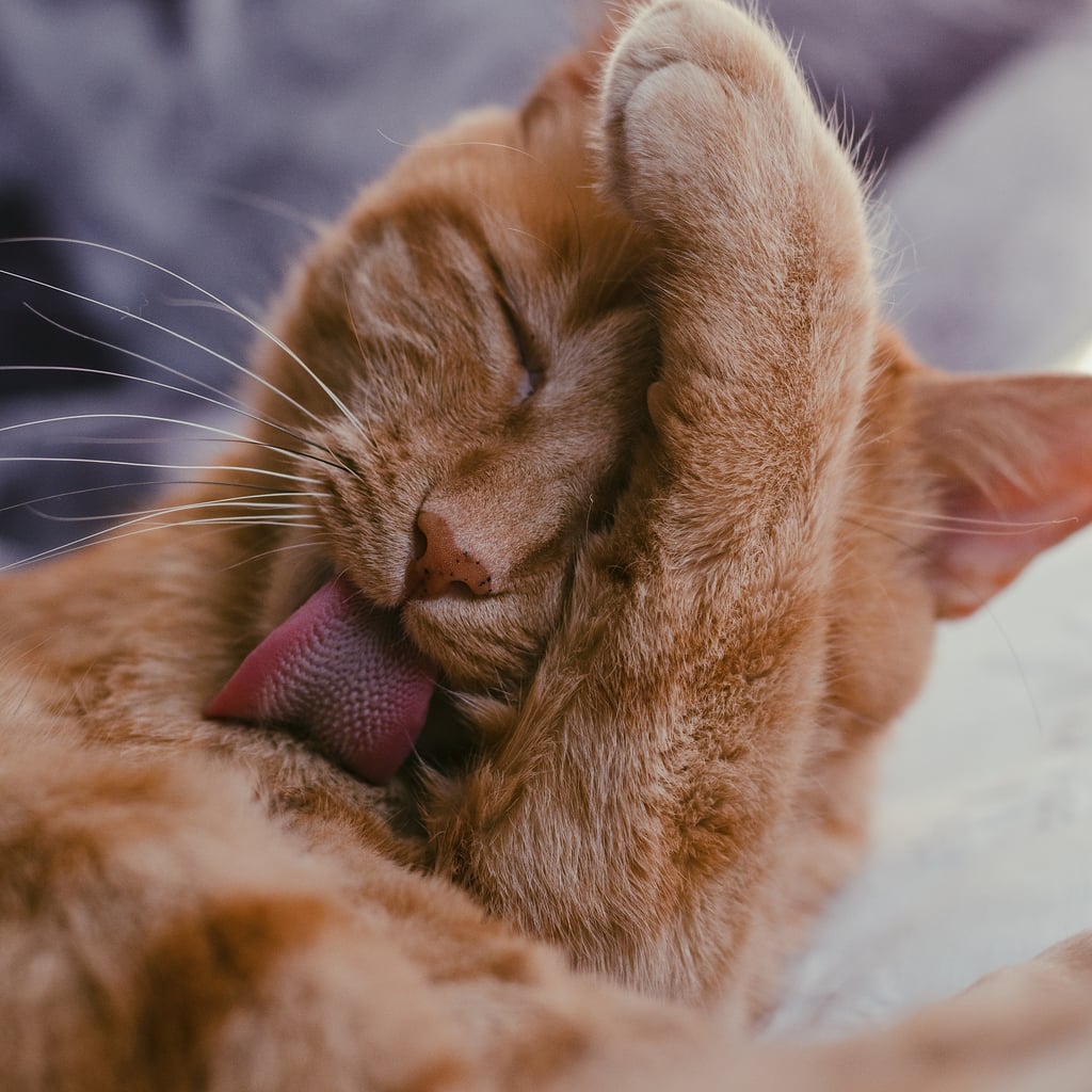 Do Hairball Gels For Cats Actually Work? POPSUGAR UK Pets