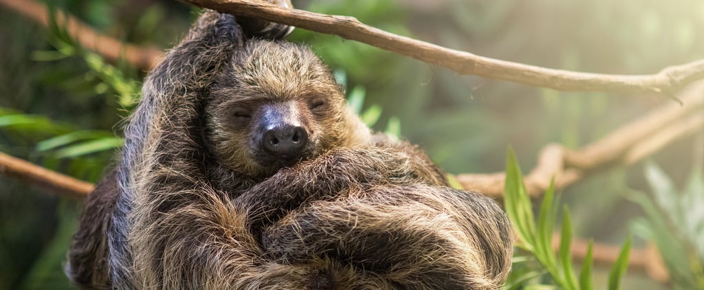 Pictures of Animals Relaxing