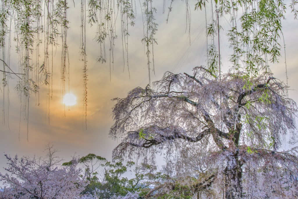 See Cherry Blossoms in Maruyama Park in Kyoto, Japan