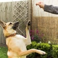 Teaching Your Dog a New Trick? These 15 Training Treats Are Expert Favorites