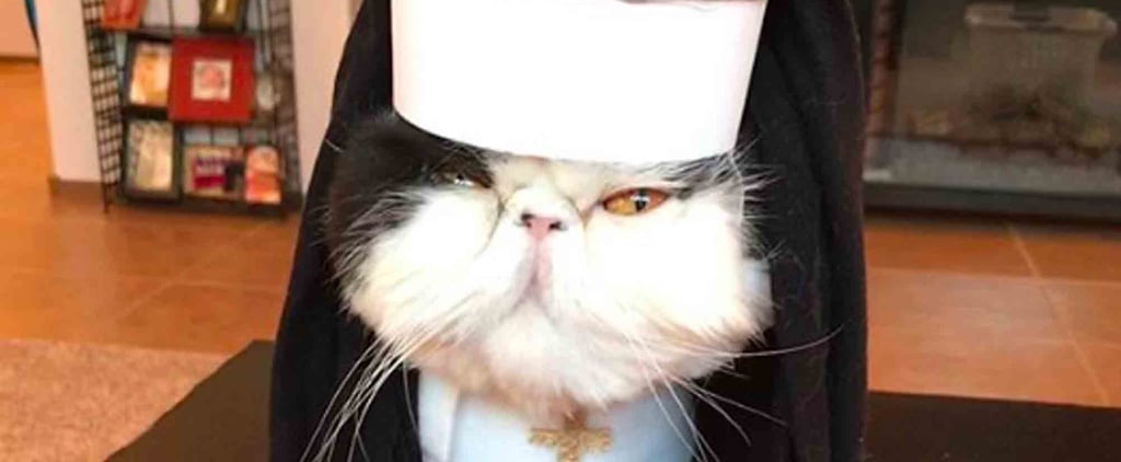 Persian Cats Wearing Halloween Costumes