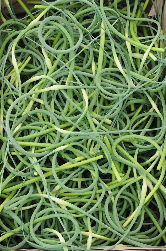 Garlic Scapes