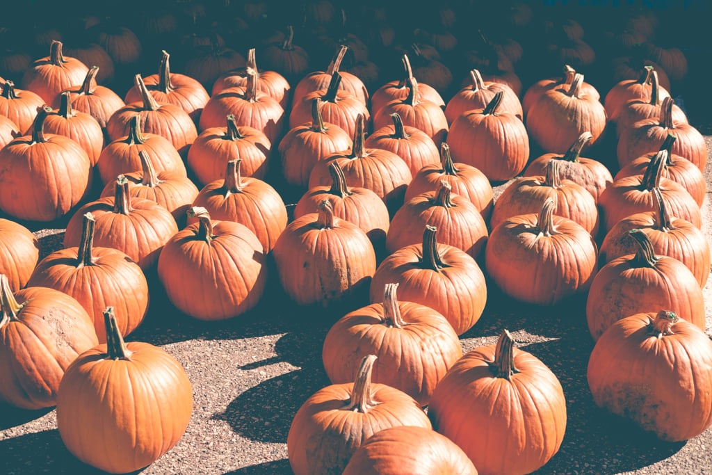 Capricorn (Dec. 22-Jan. 19): Pumpkin Patch